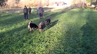 preview picture of video 'Educa'chien Chénéraillais 7 décembre 2013'