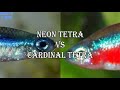 Perbedaan Ikan Hias Neon Tetra Dengan Cardinal
