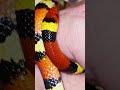Coral Snake Imposter!