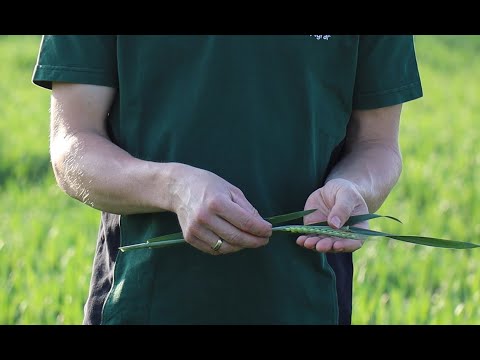 Handl Agrar "Punktgenau"  #5 2023  - Qualitätsdüngung Winterweizen