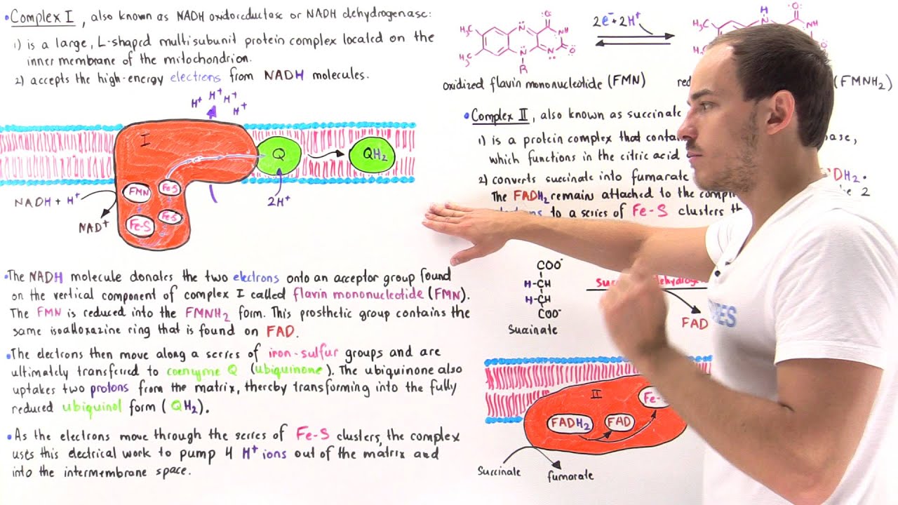 Complex I and II of Electron Transport Chain - YouTube