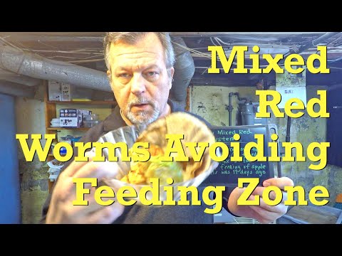 Oddly worm-free feeding zone 11 days after being fed (apple peel) - vermicompost