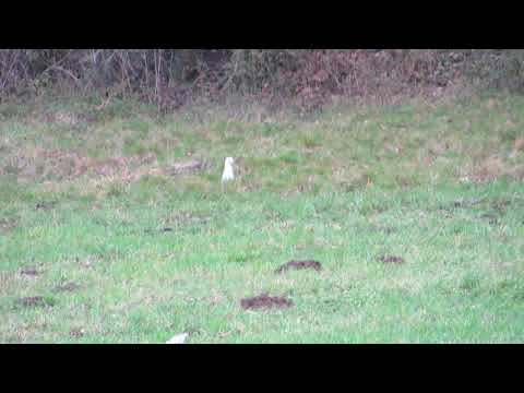 Hermelin im Winterpelz