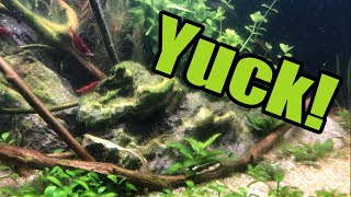 10 Gallon Walstad 9 Week Update | Dirty Algae Mess!
