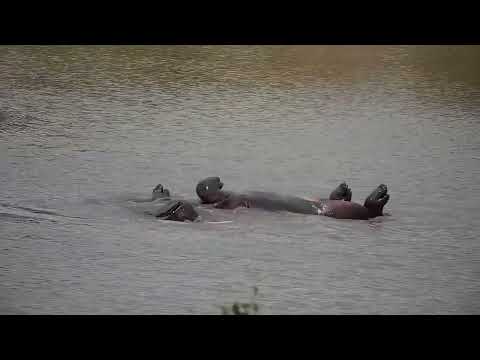 Djuma: Hippo does a barrel roll - 14:40 - 01/23/2023