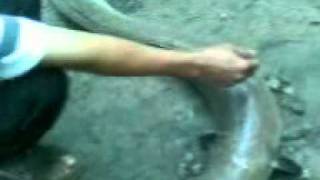 ca chinh :|:|...Dien Khanh town... 2