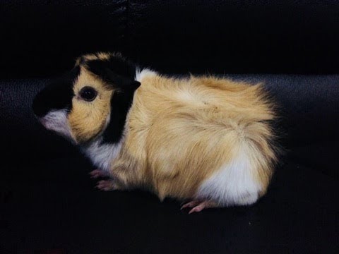 Morča domáce (Cavia porcellus) — starostlivosť, ubytovanie