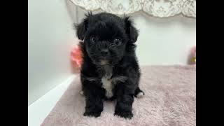 ハーフ犬の動画01