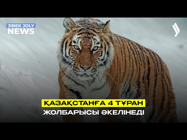 Қазақстанға 4 Тұран жолбарысы әкелінеді
