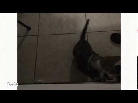 Cat stop! Eating the charger!