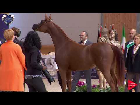 N 35 ENCARINA   European Championship 2019   2 Years Old Fillies Class 4