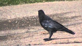 1o/1/2015 Ladycrow at lake Bubba w a magpie