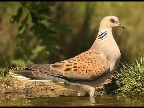 Columbidae