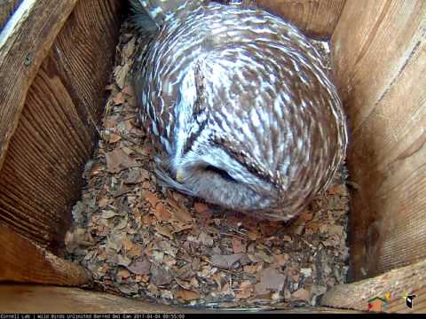 "Who Cooks For You" Morning Duet On Barred Owl Cam – Apr. 4, 2017