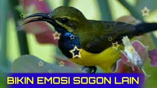 Download lagu Hanya 1 Menit !!! Sogon Manapun Bakalan Ikut Nyaut Dan Gacor mp3