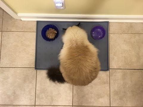 WooPet Cat Food Mat Review - Pet Feeding Mat - Cat Placement with Lip -  Floppycats