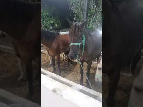 Cavalos a na Expoagra De Grajau Ma  2026