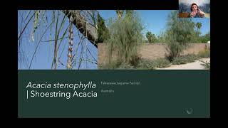 Flowering Trees and Shrubs