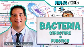 Bacteria | Structure and Function