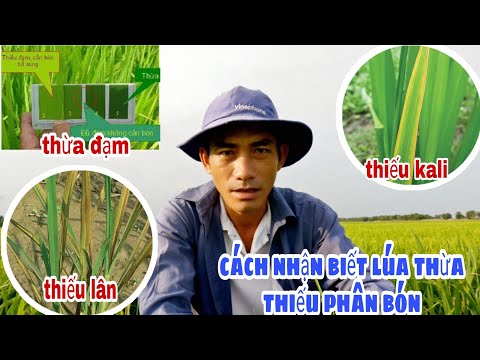 How to identify rice with excess or lack of fertilizer (Nitrogen, Phosphorus, Potassium) || Le Ch...