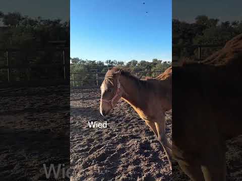 2026. Zeit die Zäune einzureißen. Bist du bereit? #kathrinstahl