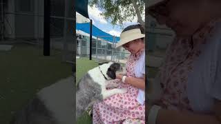 Video preview image #1 Mutt Puppy For Sale in Cape May, NJ, USA