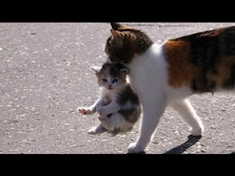 Mama Cat Carrying Baby Kittens Videos Compilation 2017