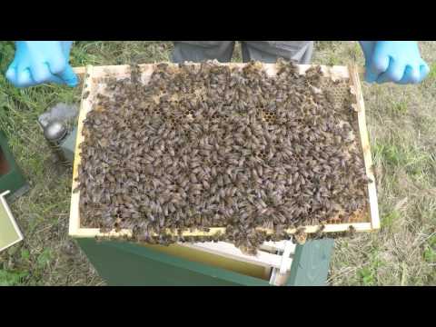 New UK Beekeeper Blog #7 - Weekly Inspection (Nuc Hive)