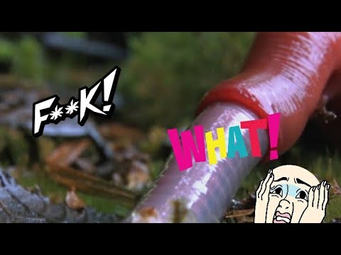 Monster leech swallows giant worm 🪱