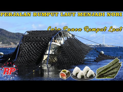 HERE'S THE AMAZING PROCESS OF MAKING NORI IN A JAPANESE FACTORY THAT YOU CAN'T MISS!