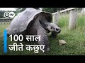 Will Turtles Save Humans From Old Age Unlocking The Secret Of Turtles Longevity
