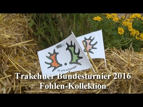 Trakehner Bundesturnier 2016 - Fohlen-Kollektion
