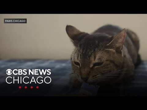 PAWS pet of the week: Paisley - YouTube