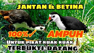 Download lagu SUARA PIKAT RUAK RUAK AMPUH JERNIH DAN HANDAL TERBUKTI ❤️ mp3