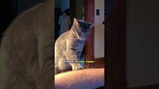 The Easiest Technique On How To Pet A Cat! 🐱