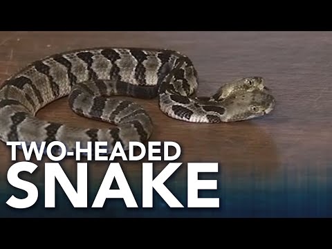 Two-Headed Timber Rattlesnake Neonate Found In New Jersey