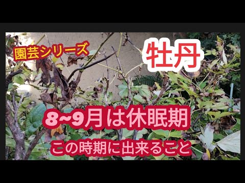 牡丹の鉢植え栽培:こうなる 植物
