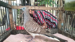 Download lagu PERKUTUT YANG SEPERTI INI PALING DI CARI SUARA KUNG mp3