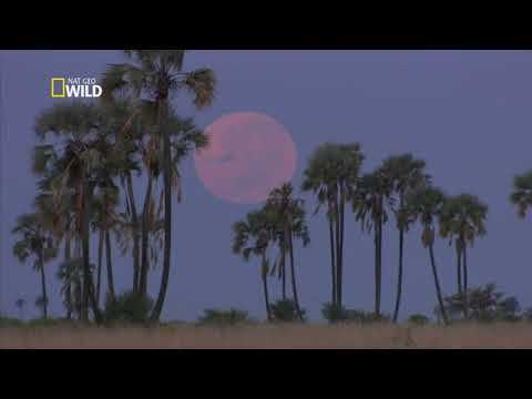 Natureza Selvagem   Kalahari