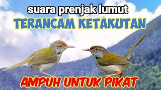 Download lagu Suara Panggilan Prenjak Lumut Terancam Untuk Pikat mp3