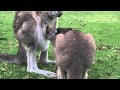 Milking Kangaroo