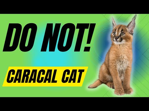 7 Reasons You Should NOT Get A Caracal Cat