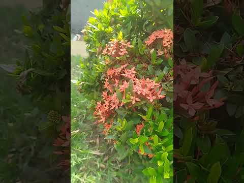 San Pablo tacachico la libertad...el Salvador #viral #videoshort