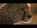 Cheetah Problems Five Big Cats And A Camera BBC Earth