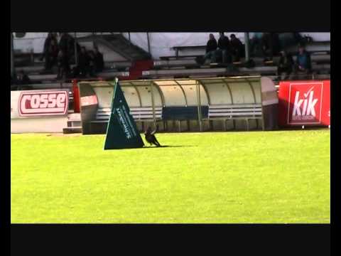 SV Bundessiegerprüfung 2010: Helmut Huber mit Hank vom Weinbergblick Schutzdienst