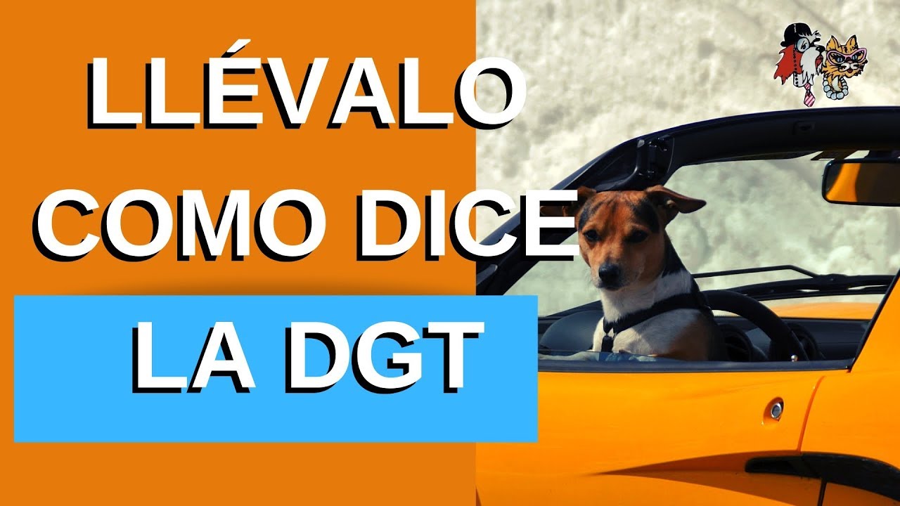 COMO LLEVAR MASCOTA EN EL COCHE SEGÚN LA DGT/TRANSPORTAR PERRO EN COCHE/¡ MIRA QUÉ MULTAS PONEN!