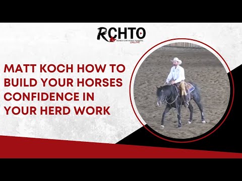 Matt Koch How To Build Your Horses Confidence In Your Herd Work