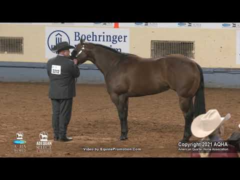 2021 AQHA Amateur Aged Mares