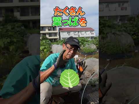 キャベツ虫に対する自然な治療法は何ですか?それらを永久に取り除き、収穫物を保存する4つの方法  庭園