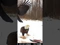 Bald Eagle gives the crows the foot stomp!